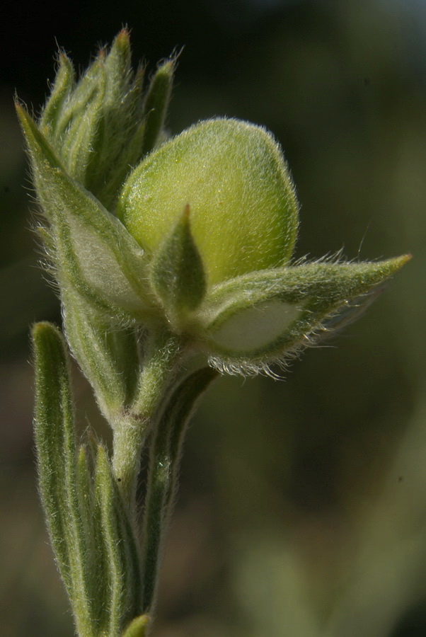 Image of Helianthemum lasiocarpum specimen.