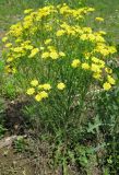 Crepis ramosissima