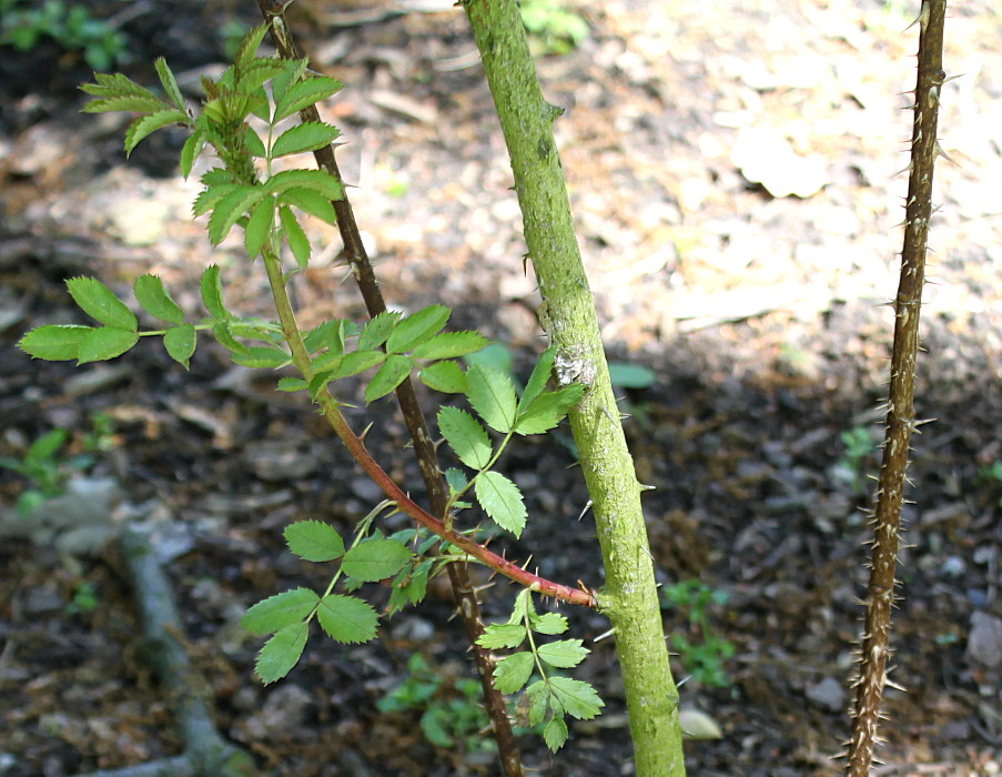 Image of Rosa foetida specimen.