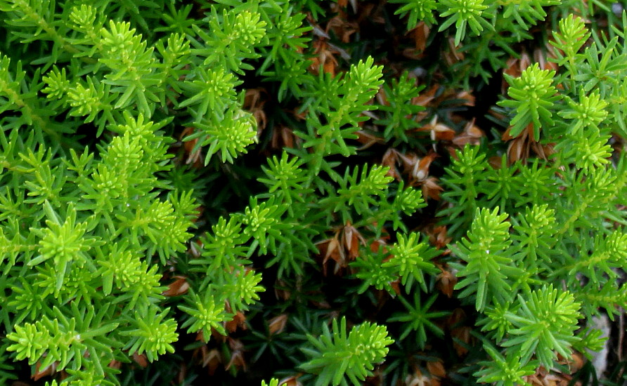 Изображение особи Erica carnea.