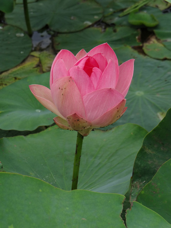 Изображение особи Nelumbo caspica.