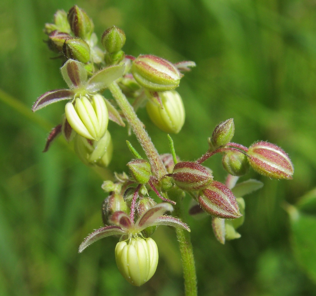 Image of Cannabis sativa var. spontanea specimen.