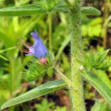 Echium vulgare. Часть соцветия. Приморский край, Шкотовский р-н, пос. Подъяпольск. 07.07.2013.