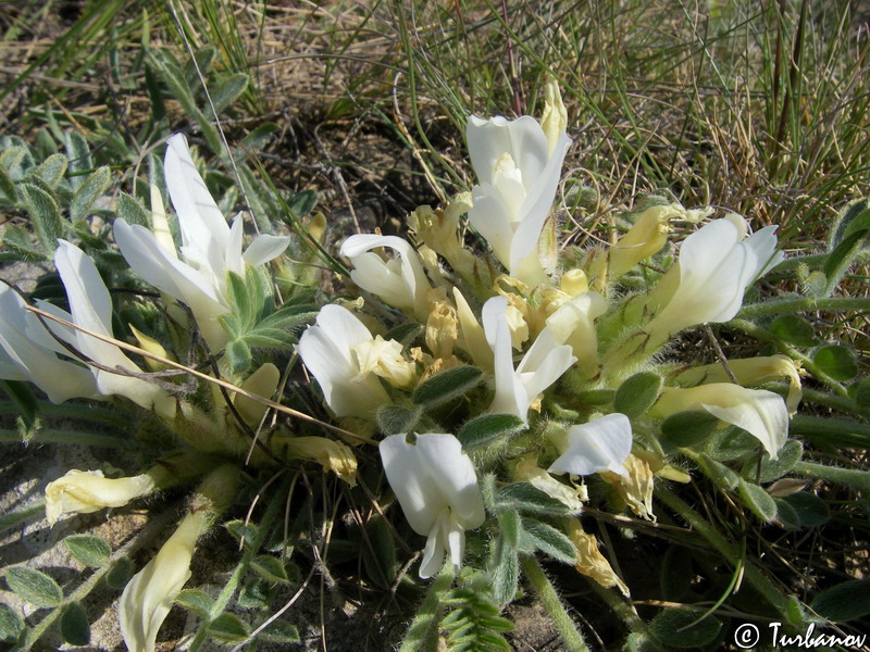 Изображение особи Astragalus rupifragus.