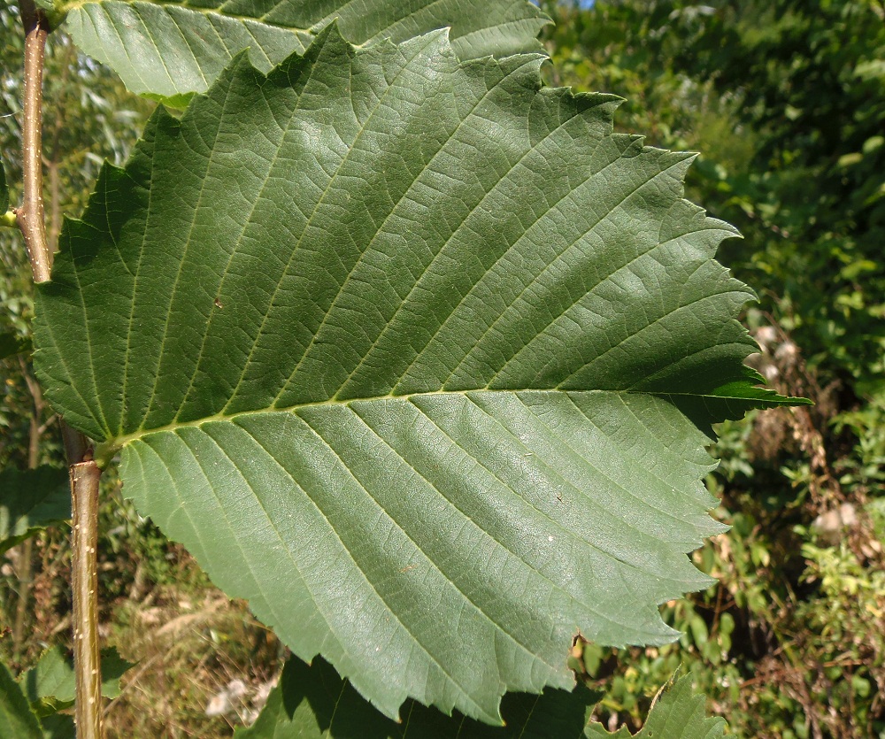 Image of Ulmus laevis specimen.