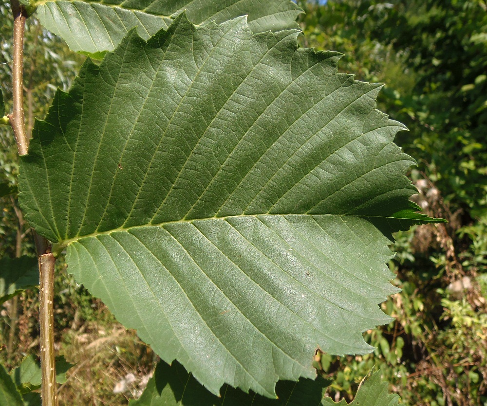 Изображение особи Ulmus laevis.