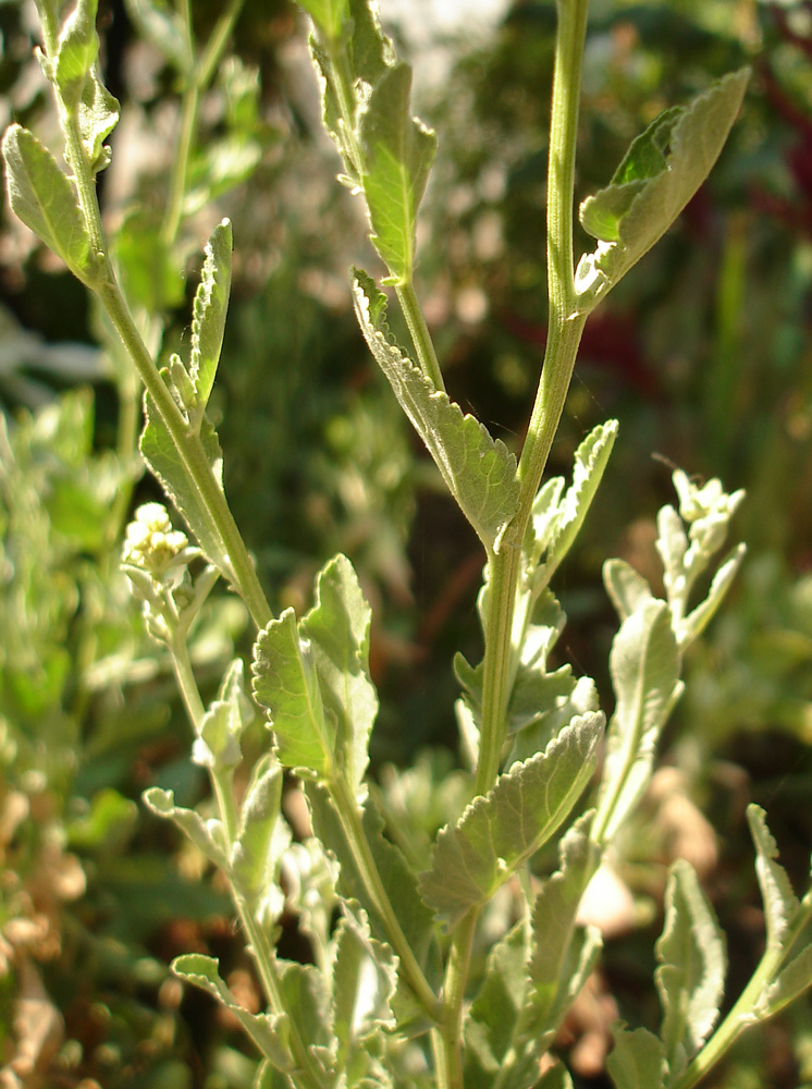 Image of Pyrethrum balsamita specimen.