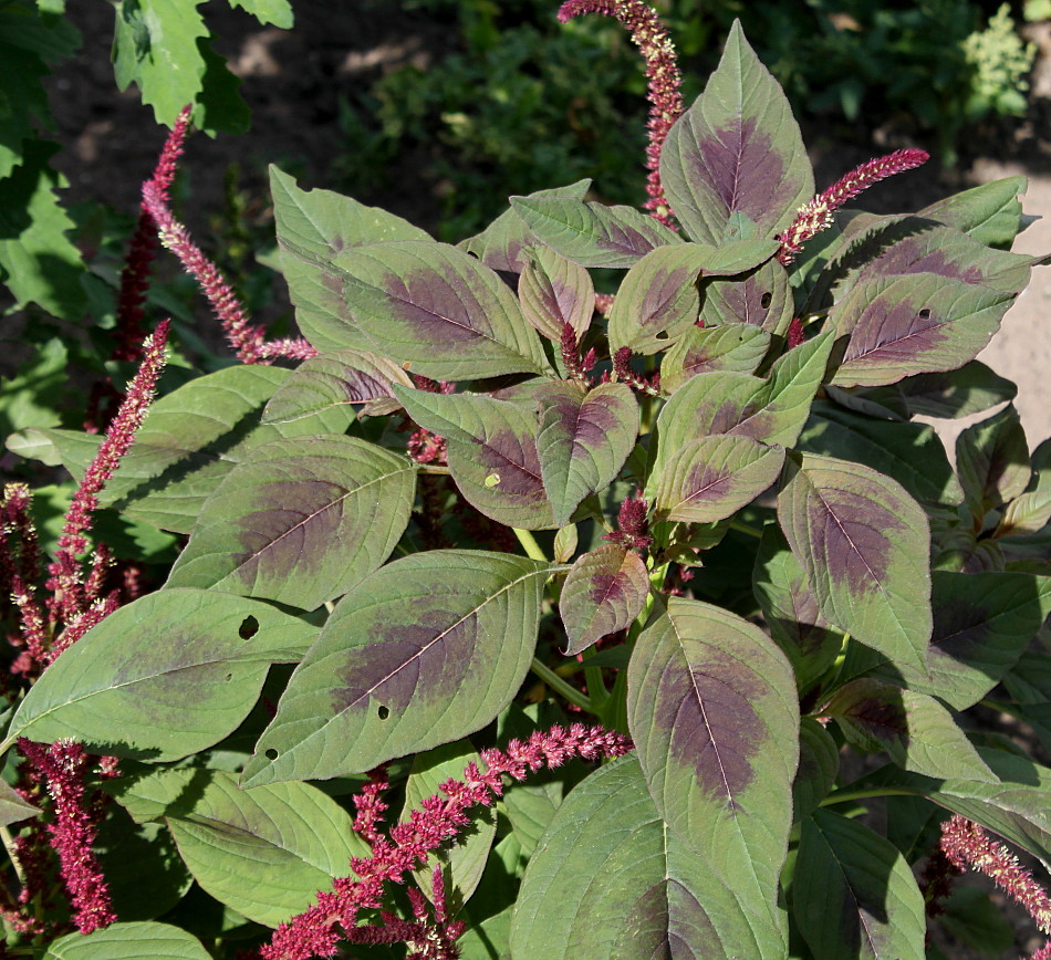 Изображение особи Amaranthus tricolor.