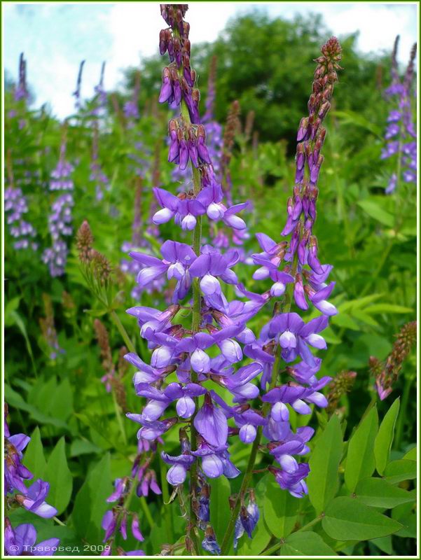 Изображение особи Galega orientalis.