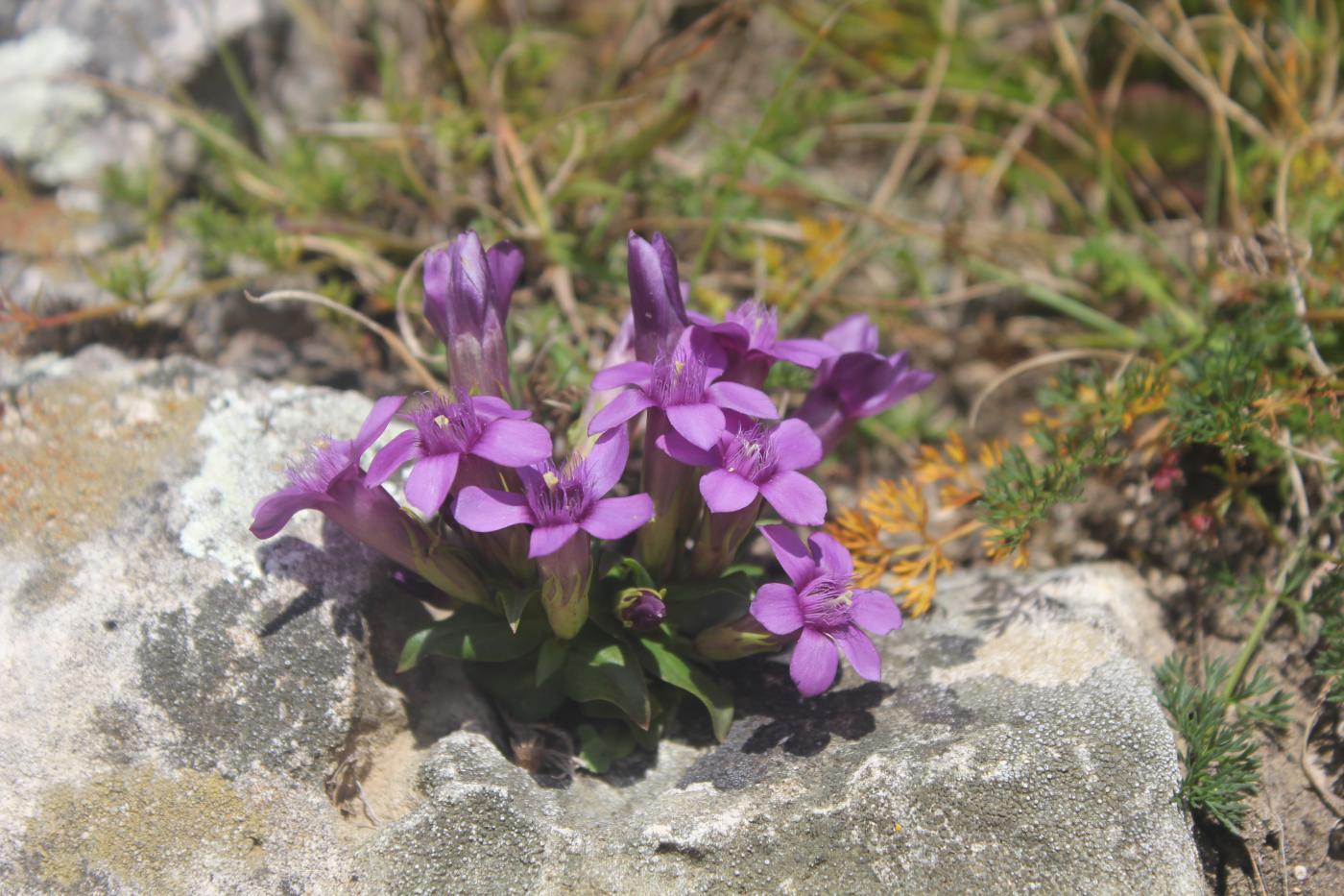 Изображение особи Gentianella biebersteinii.