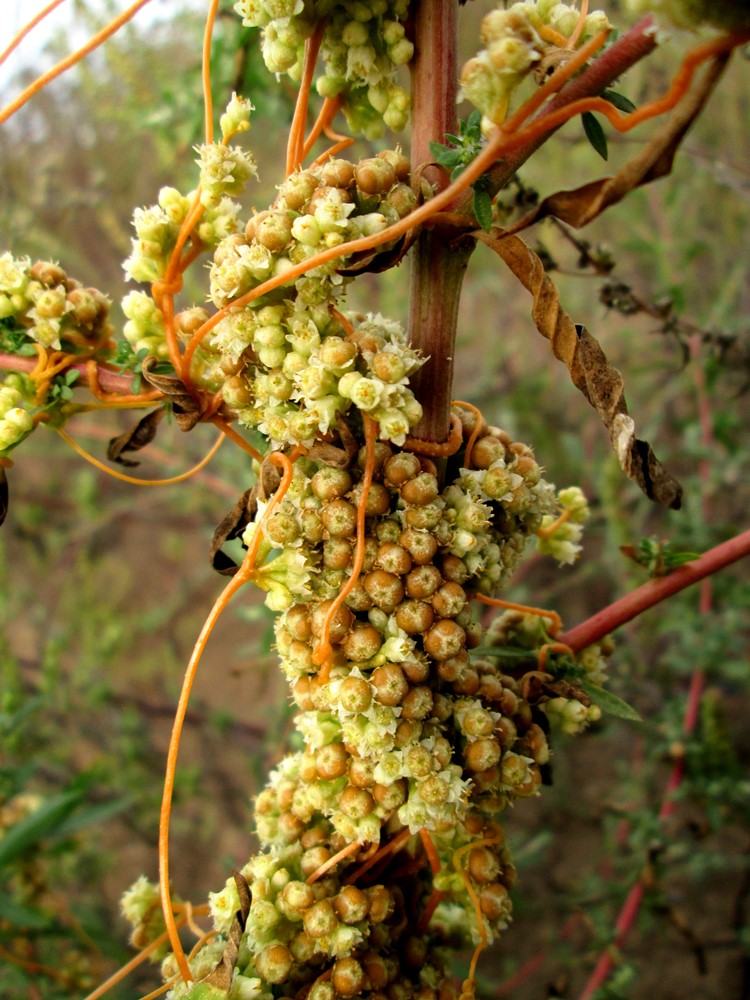 Изображение особи Cuscuta campestris.