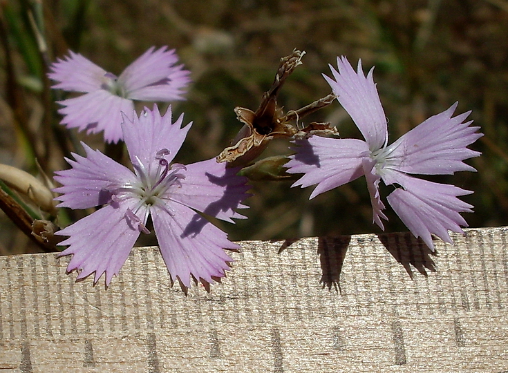 Изображение особи Dianthus pallens.