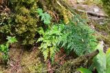 Asplenium adiantum-nigrum