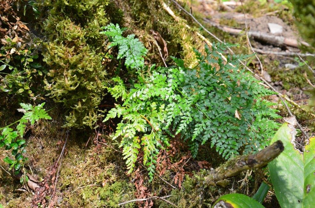 Image of Asplenium adiantum-nigrum specimen.