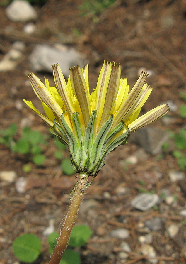 Image of Taraxacum hybernum specimen.