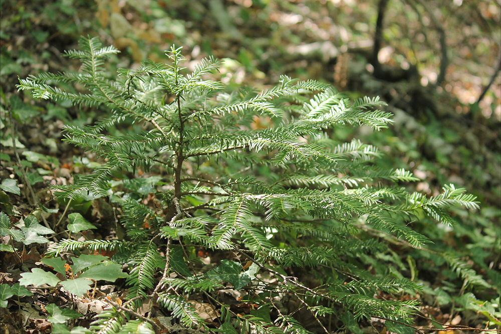 Изображение особи Taxus baccata.