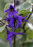 Delphinium crassifolium. Цветки (на заднем плане - часть ветви Betula fruticosa). Республика Бурятия, Баунтовский эвенкийский р-н, окр. пос. Северный, долина р. Има, луг с ерниками, обочина дорожного пути. 04.08.2013.