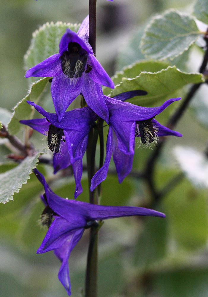 Image of Delphinium crassifolium specimen.