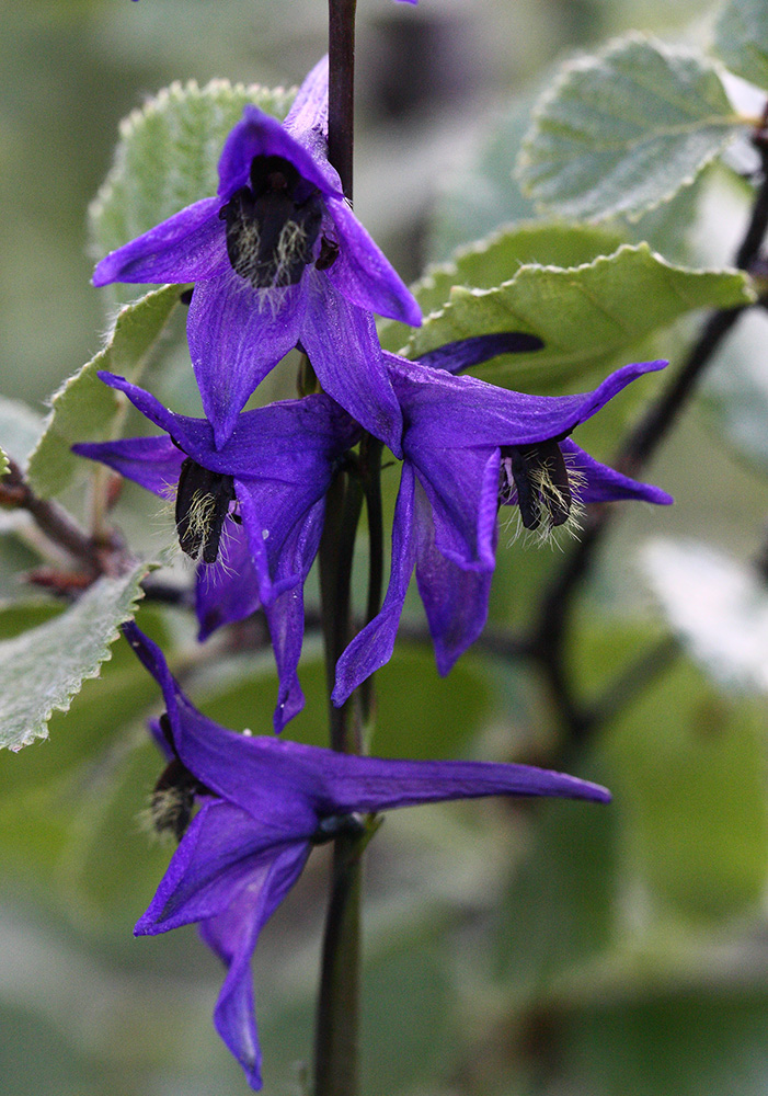 Изображение особи Delphinium crassifolium.