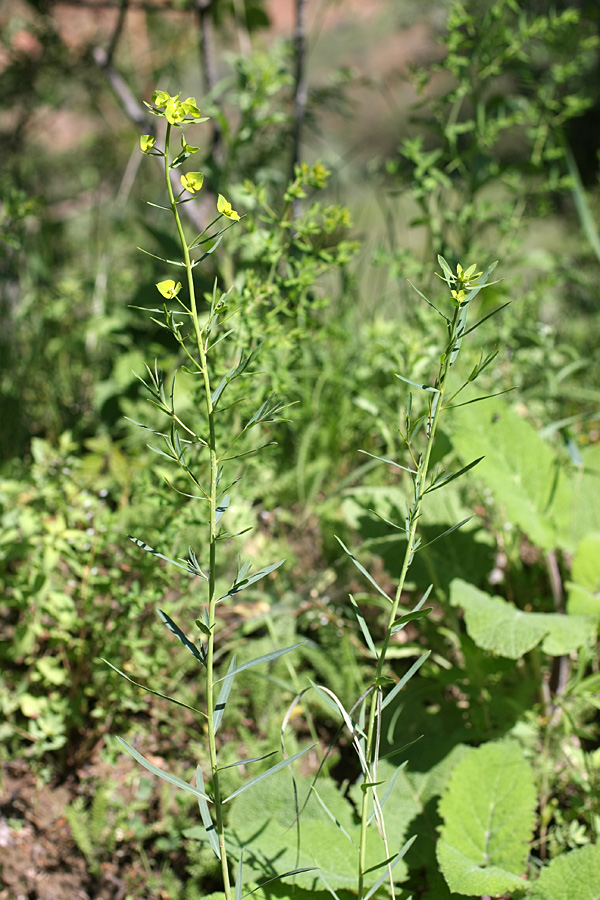 Image of Euphorbia jaxartica specimen.