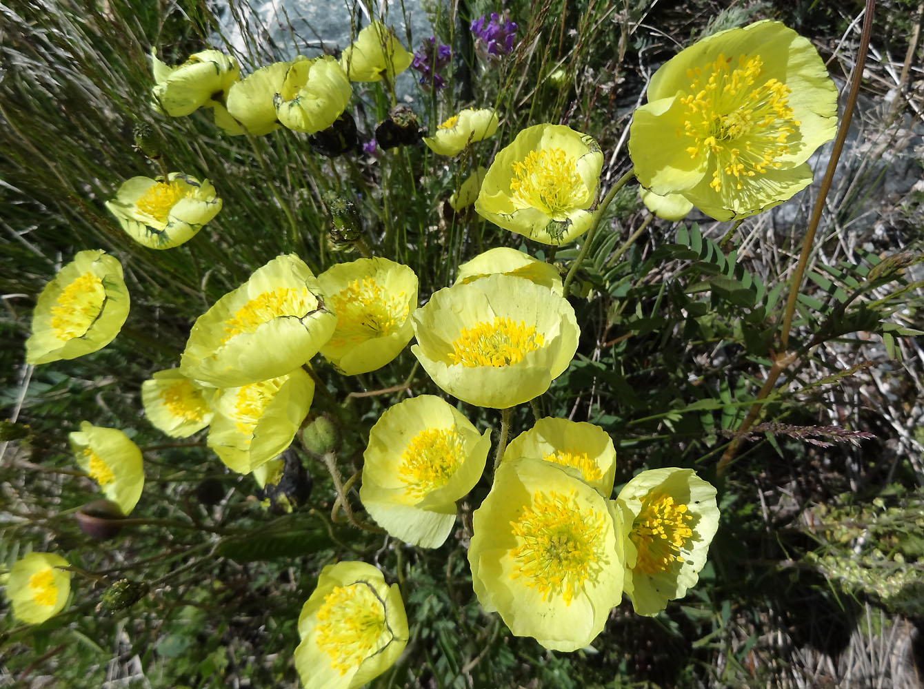 Изображение особи род Papaver.