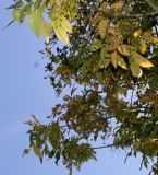 Fraxinus texensis