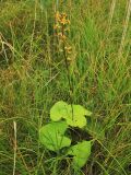 Ligularia lydiae