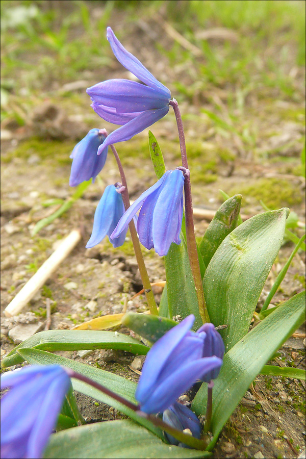 Изображение особи Scilla siberica.