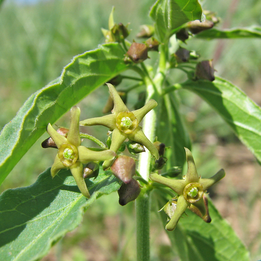 Image of Vincetoxicum intermedium specimen.