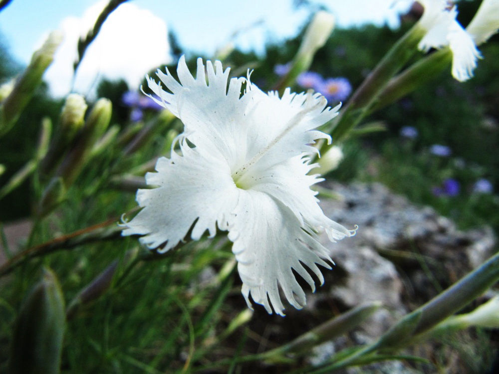 Изображение особи Dianthus acicularis.