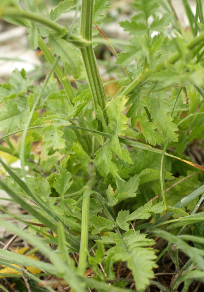 Image of Pastinaca pimpinellifolia specimen.