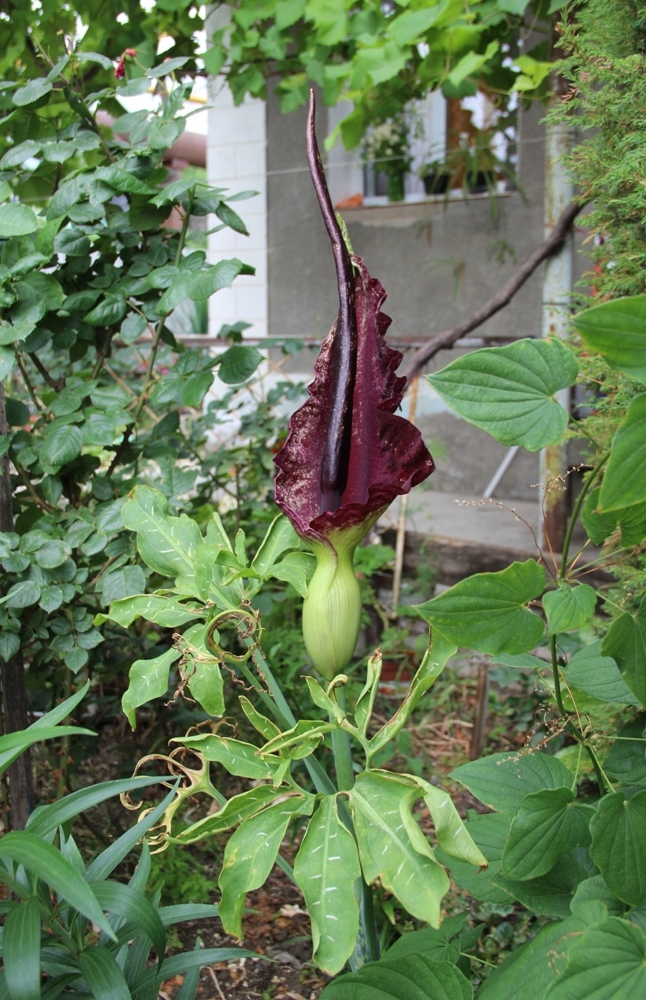 Изображение особи Dracunculus vulgaris.