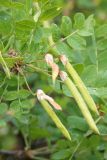 Caragana arborescens. Плоды и листья. Восточный Казахстан, Глубоковский р-н, окр. с. Тарханка. 10.06.2012.