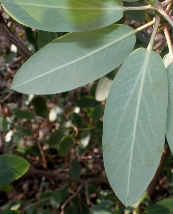 Image of Rhododendron sutchuenense specimen.