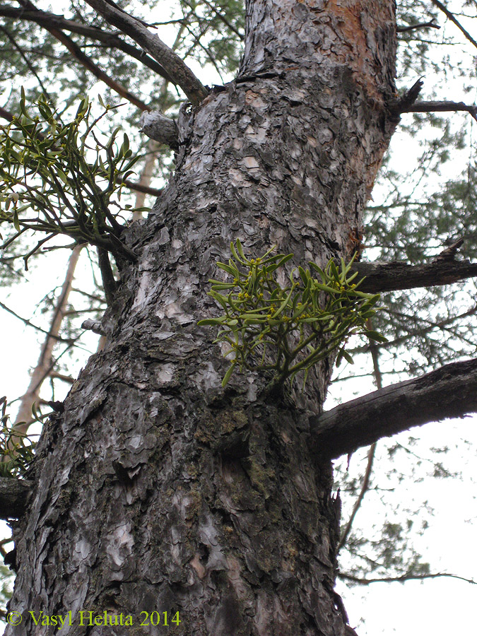 Image of Viscum austriacum specimen.