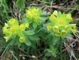 Euphorbia condylocarpa. Верхушки побегов с соцветиями. Краснодарский край, г. Новороссийск, хр. Маркотх, горная степь. 13.04.2014.