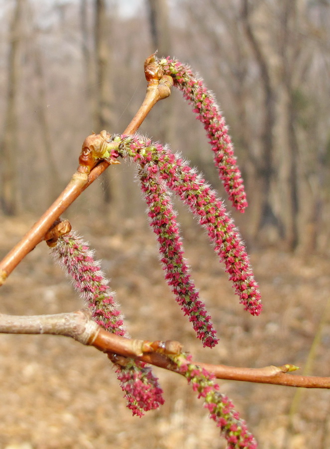 Image of Populus tremula specimen.