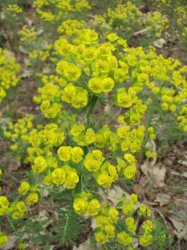 Изображение особи Euphorbia cyparissias.