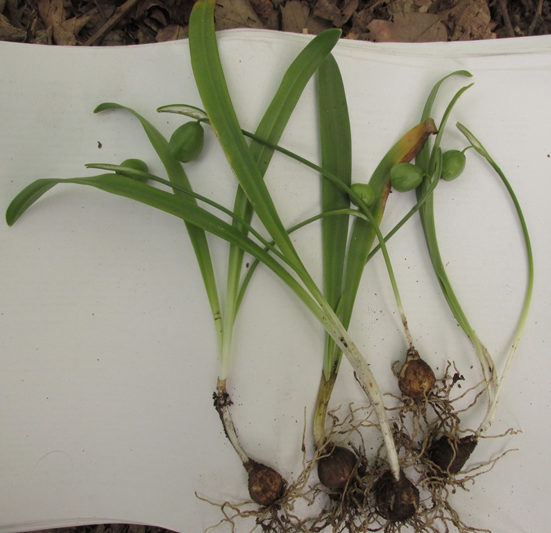 Image of Galanthus transcaucasicus specimen.