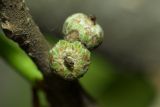 Image of taxon representative. Author is Раду Страту