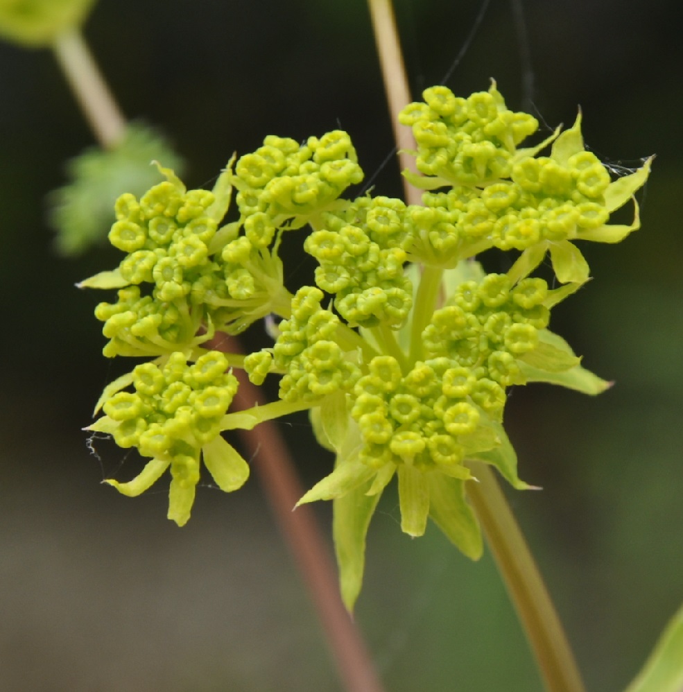 Изображение особи семейство Apiaceae.