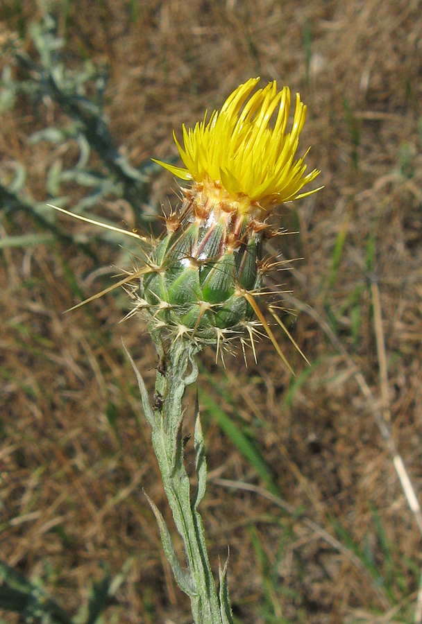 Image of Centaurea solstitialis specimen.