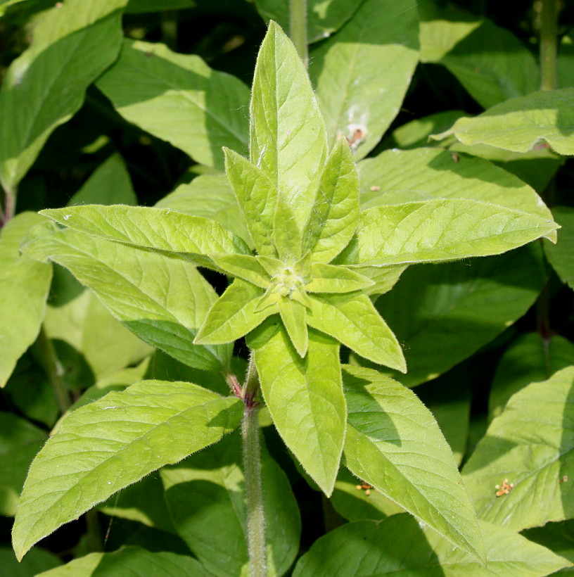 Image of genus Lysimachia specimen.
