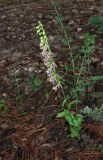 Epipactis helleborine