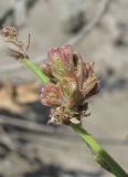 Galatella linosyris