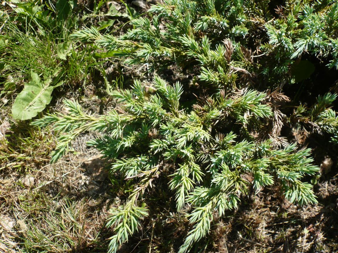 Image of Juniperus squamata specimen.