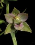 Epipactis helleborine