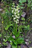 Platanthera bifolia. Цветущее растение. Соловецкие острова, остров Большой Соловецкий. 11.07.2014.