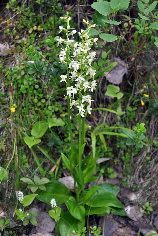 Изображение особи Platanthera bifolia.