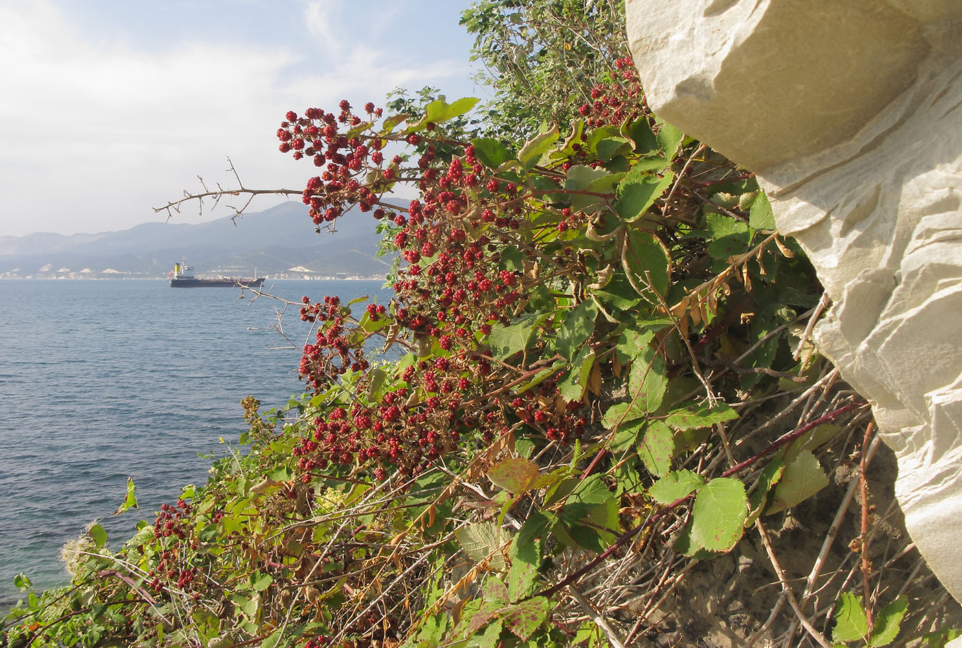 Изображение особи Rubus sanctus.